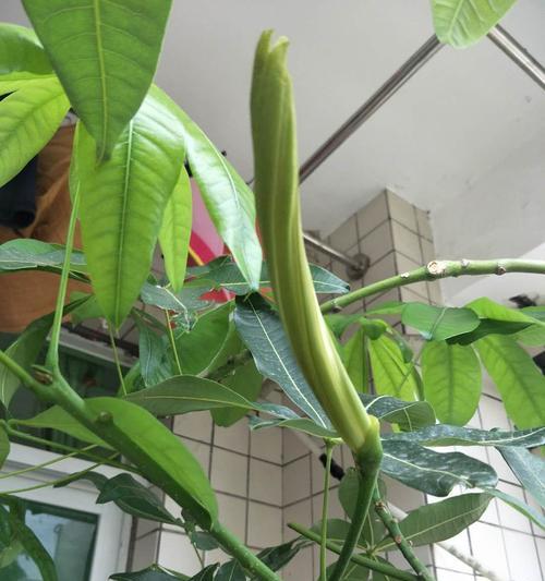 发财树开花，让你财源滚滚（发财树开花的样子及如何促进开花）
