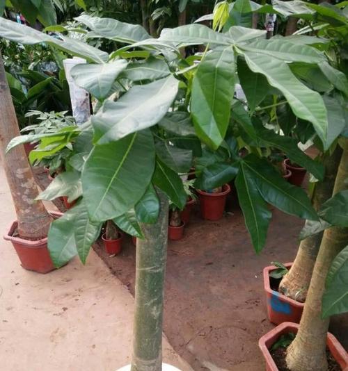 发财树的种植与养护（地栽发财树的步骤及注意事项）