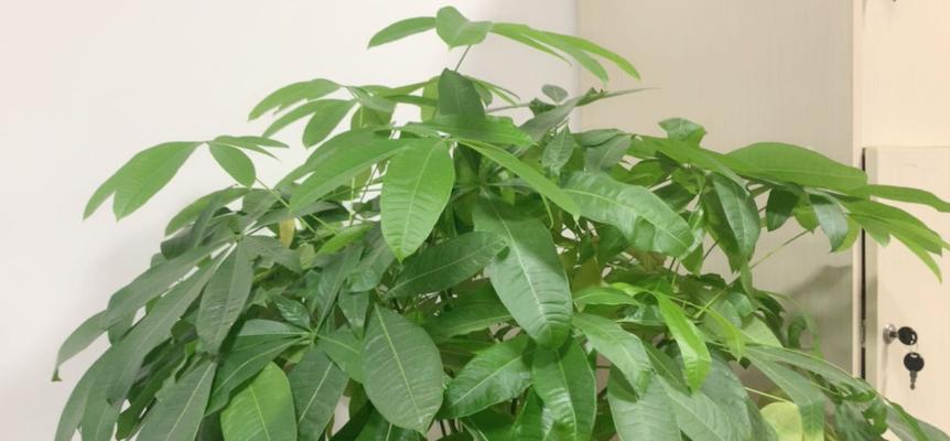 发财树耐寒能力的探究（分析发财树在不同温度下的生长状态）