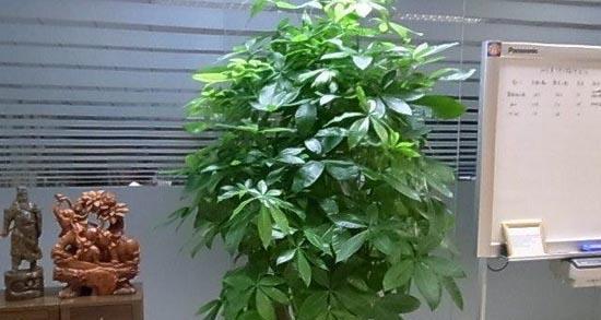 发财树是否适合放在卧室（它对健康有影响吗）
