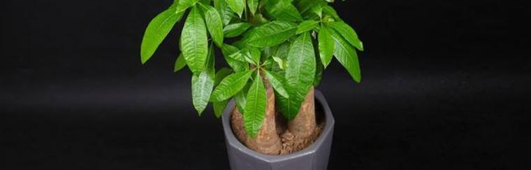 探秘发财树，热带植物之王（发财树的生态环境及生长习性）
