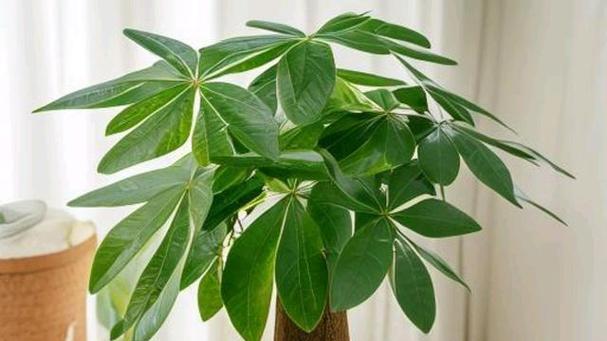 探秘发财树的由来和种植技巧（神奇的“钱”树）