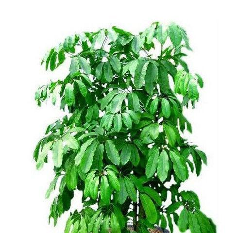 探秘发财树的由来和种植技巧（神奇的“钱”树）