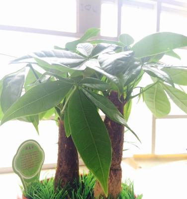 发财树是什么植物（探秘发财树的养护方法及禁忌）