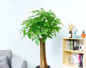发财树是什么植物（探秘发财树的养护方法及禁忌）