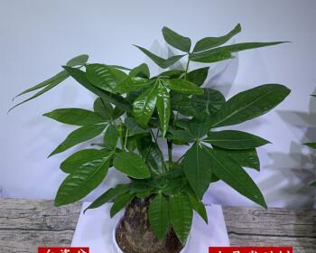 发财树的盆栽要求（大盆还是小盆更适合）
