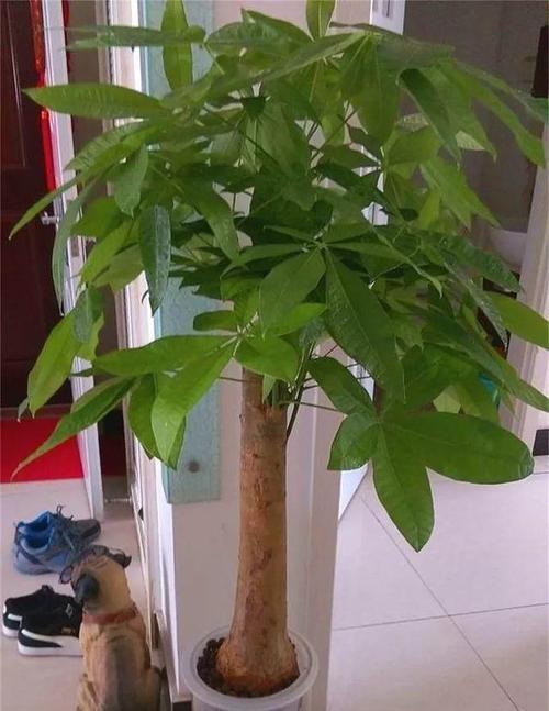 发财树喜不喜欢阳光？——揭秘发财树的养护技巧