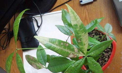 发财树叶子发黄应该怎么办（专家教你如何保护发财树）