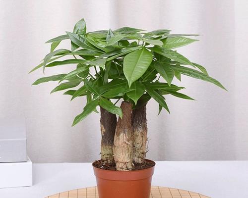 发财树种植指南（一盆种几颗合适）