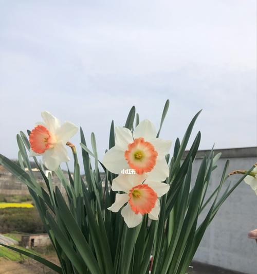 洋水仙花的花语与含义（探究洋水仙花传递的情感和寓意）