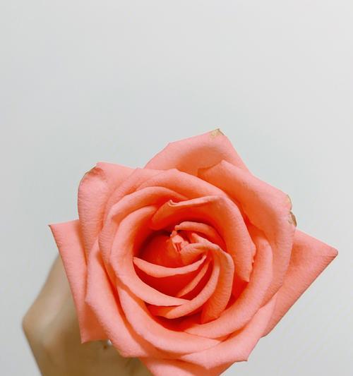 影星玫瑰花语（揭示影星玫瑰花语的诗意与魅力）