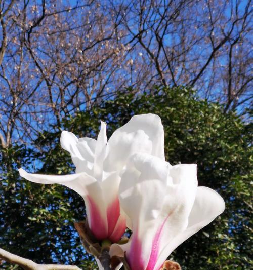 玉兰花的种类与花语（探秘玉兰花的丰富花语及品种）