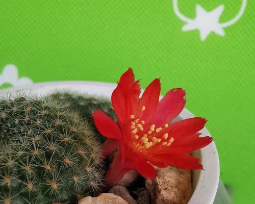 玉翁仙人球的花语与寓意（探寻仙人球花的神秘内涵）