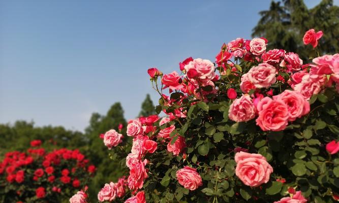 探寻月季花的美与含义（解读月季花的象征意义及文化传承）
