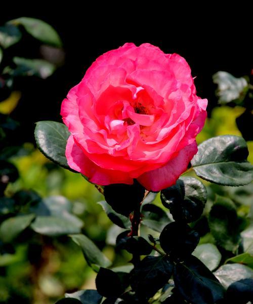 月季花语及象征意义（探索月季花的深意）