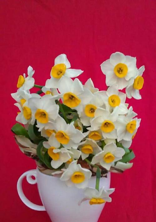 中国水仙花语之美丽与希望（探寻中国水仙的花语与象征意义）