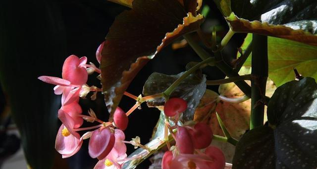 竹节海棠的花语与寓意（探索竹节海棠花所传达的深刻寓意与美丽花语）