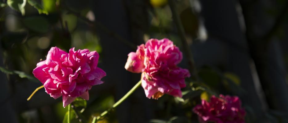 紫月季花语之神秘浪漫（探索紫月季花语的奥秘与意义）