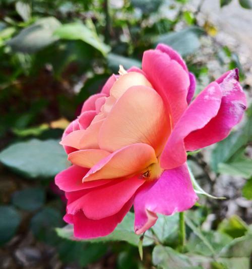 芙蓉月季花语（探寻芙蓉月季的含义与传承）