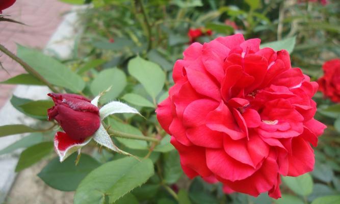 芙蓉月季花语（探寻芙蓉月季的含义与传承）