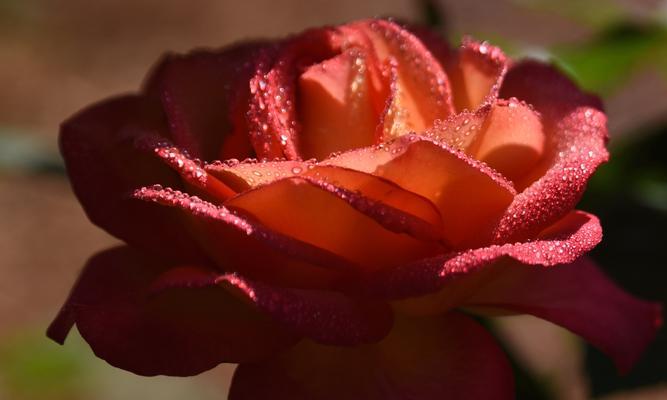 芙蓉月季花语（探寻芙蓉月季的含义与传承）