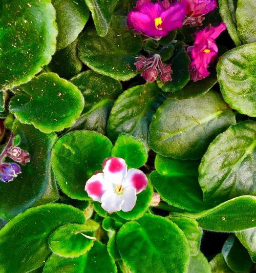 堇花的花语及其特点（解读堇花的花语）