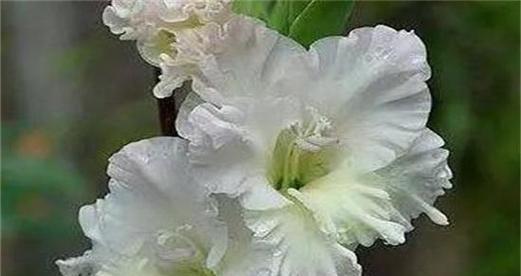 堇花的花语及其特点（解读堇花的花语）