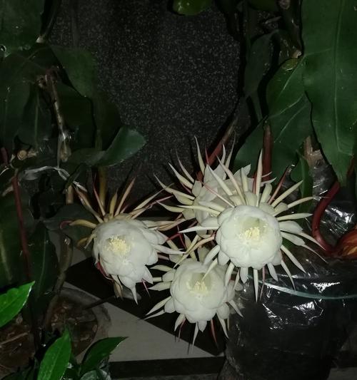 昙花绽放，生命之美（以昙花开花象征为主题的探索与思考）