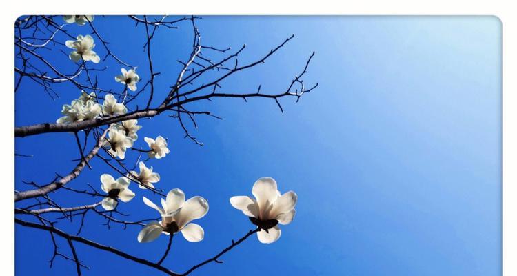 白兰花的花语与寓意（传递纯洁与高贵）