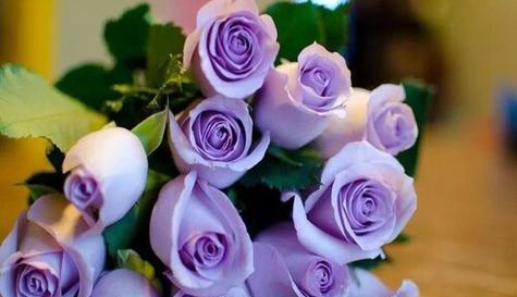 花开友谊，花语传情（以花语为桥）