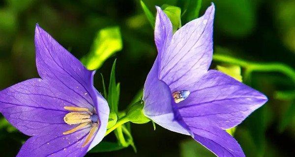 以玫瑰花的花语最特别（探索玫瑰花的各种花语）