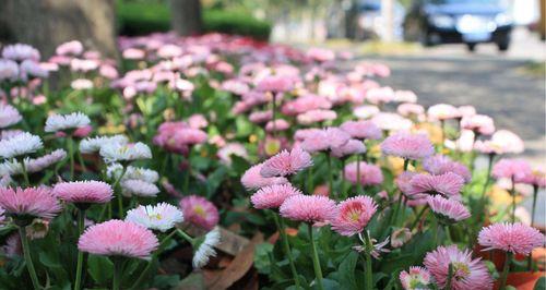 白色雏菊花花语（探索白色雏菊花的深层含义与象征）