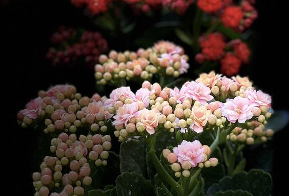 长寿花的神奇之美（探秘长寿花的丰富花语和多彩颜色）