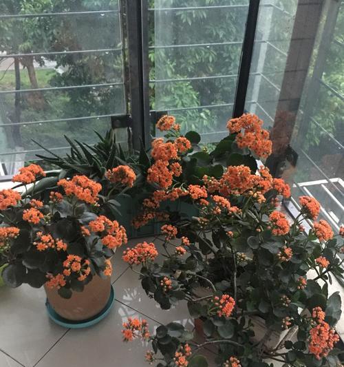 长寿花老化的意义（揭开长寿花的生命周期之谜）