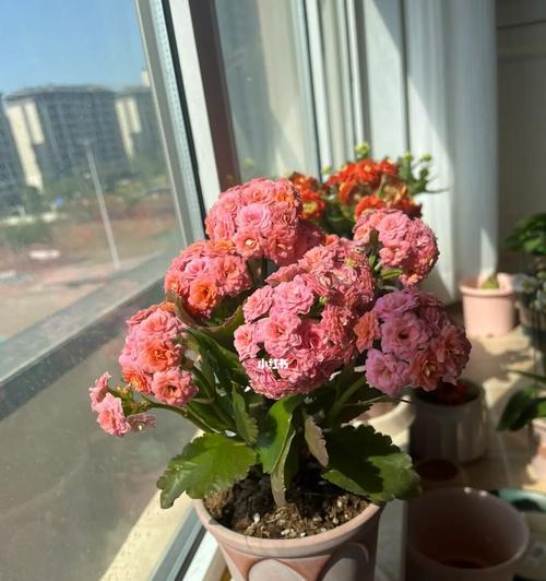 长寿花老化的意义（揭开长寿花的生命周期之谜）