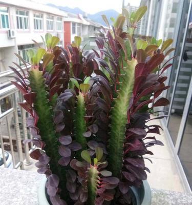 龙骨花喜不喜欢阳光（揭秘龙骨花的养护技巧）