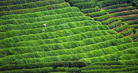 龙井茶的故乡——杭州（探秘龙井茶的起源）