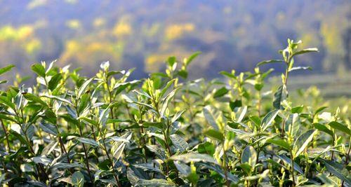 龙井茶的故乡——杭州（探秘龙井茶的起源）