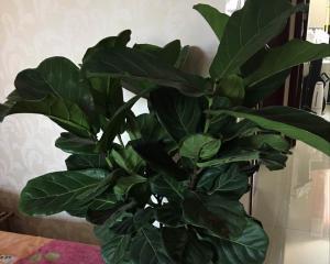 龙泉花的养殖技巧（打造花园中的绝美花朵）