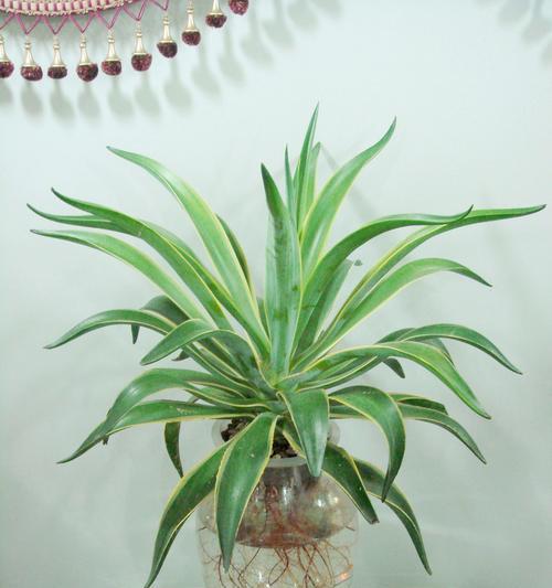 龙舌兰的种植与养护方法（龙舌兰种植的技巧与注意事项）