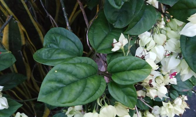 探秘龙吐珠——一种神奇的爬藤植物（了解龙吐珠的特点与用途）