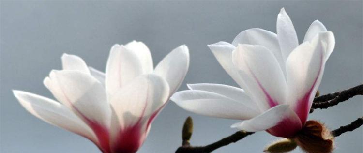 龙眼花语的寓意及象征意义（探究龙眼的神秘力量）