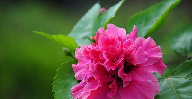 花的种类与花语（探索花朵的美丽与意义）