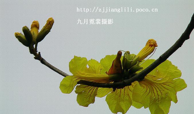 黄花风铃木花语的意义与传说（一课了解黄花风铃木的美丽与神奇）