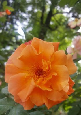黄月季的花语之美——传递幸福与希望（绽放的黄色诉说着爱和快乐）