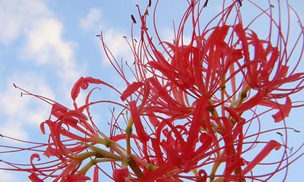 金色曼陀罗花的神奇传说与花语（探索金色曼陀罗花所蕴含的深意与故事）