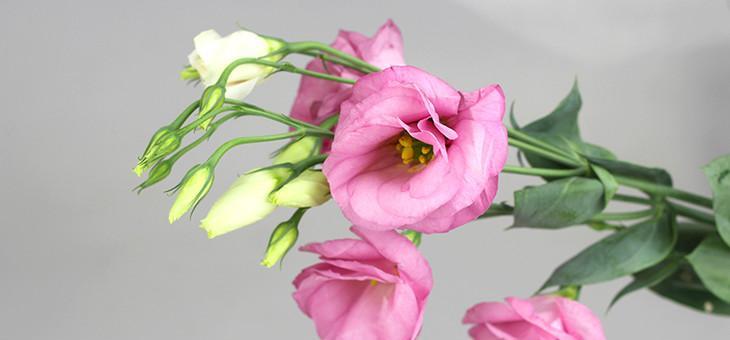 桔梗花的花语与传说（桔梗花的美丽花语与寓意）