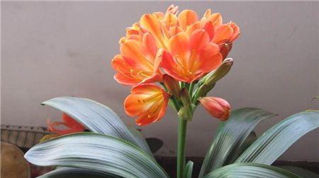 君子兰的花语与美丽传承（深入探寻君子兰的花语）