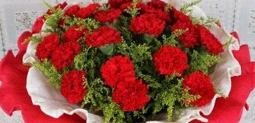 康乃馨之精神（用康乃馨的芬芳传递温暖与爱）