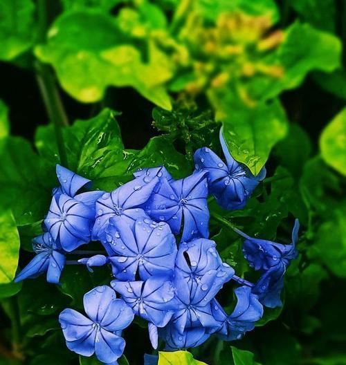 以蓝花丹的花语——传递深情与希望（表达真诚的爱与愿望）